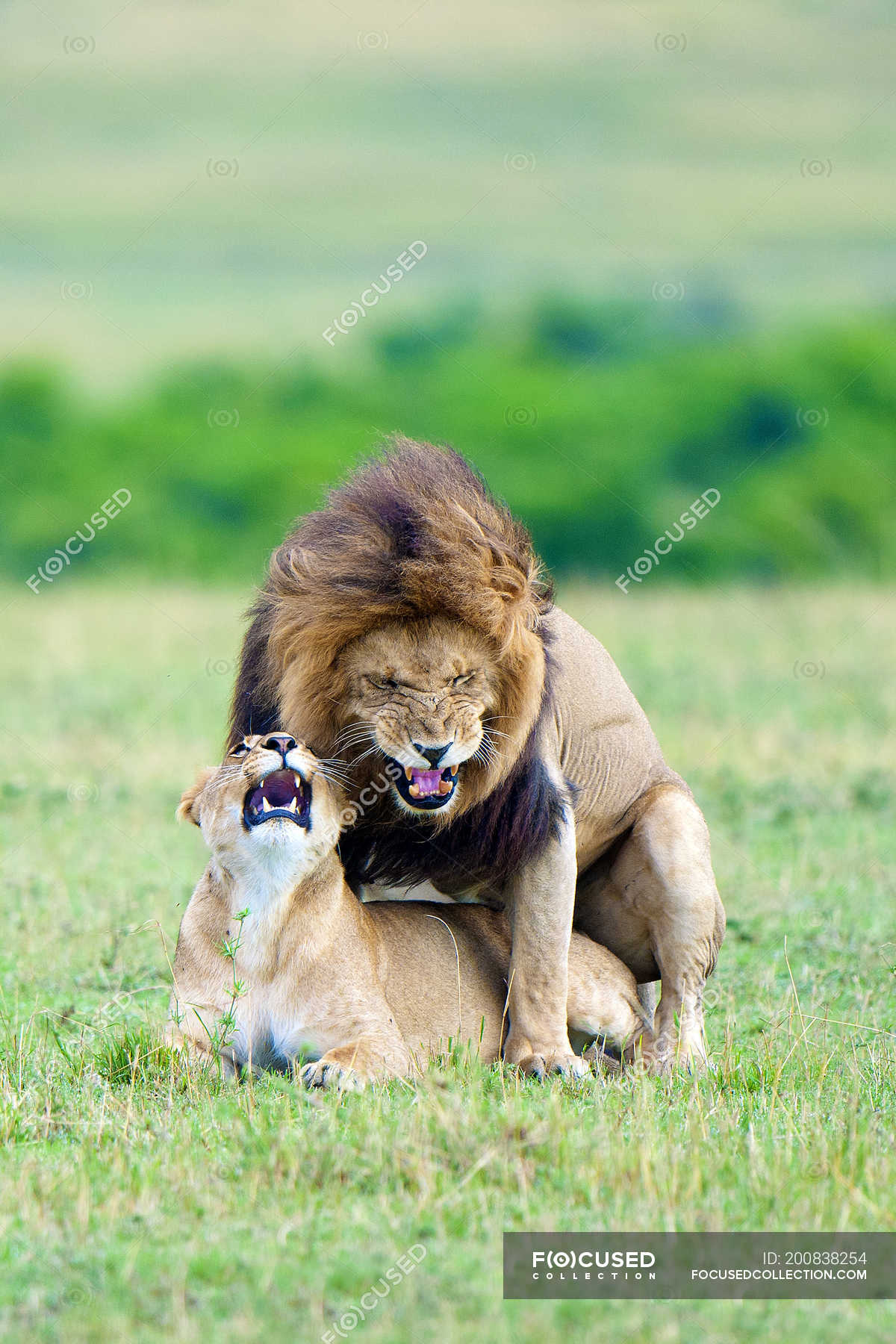 Top 89+ imagen fotos de leones apareandose