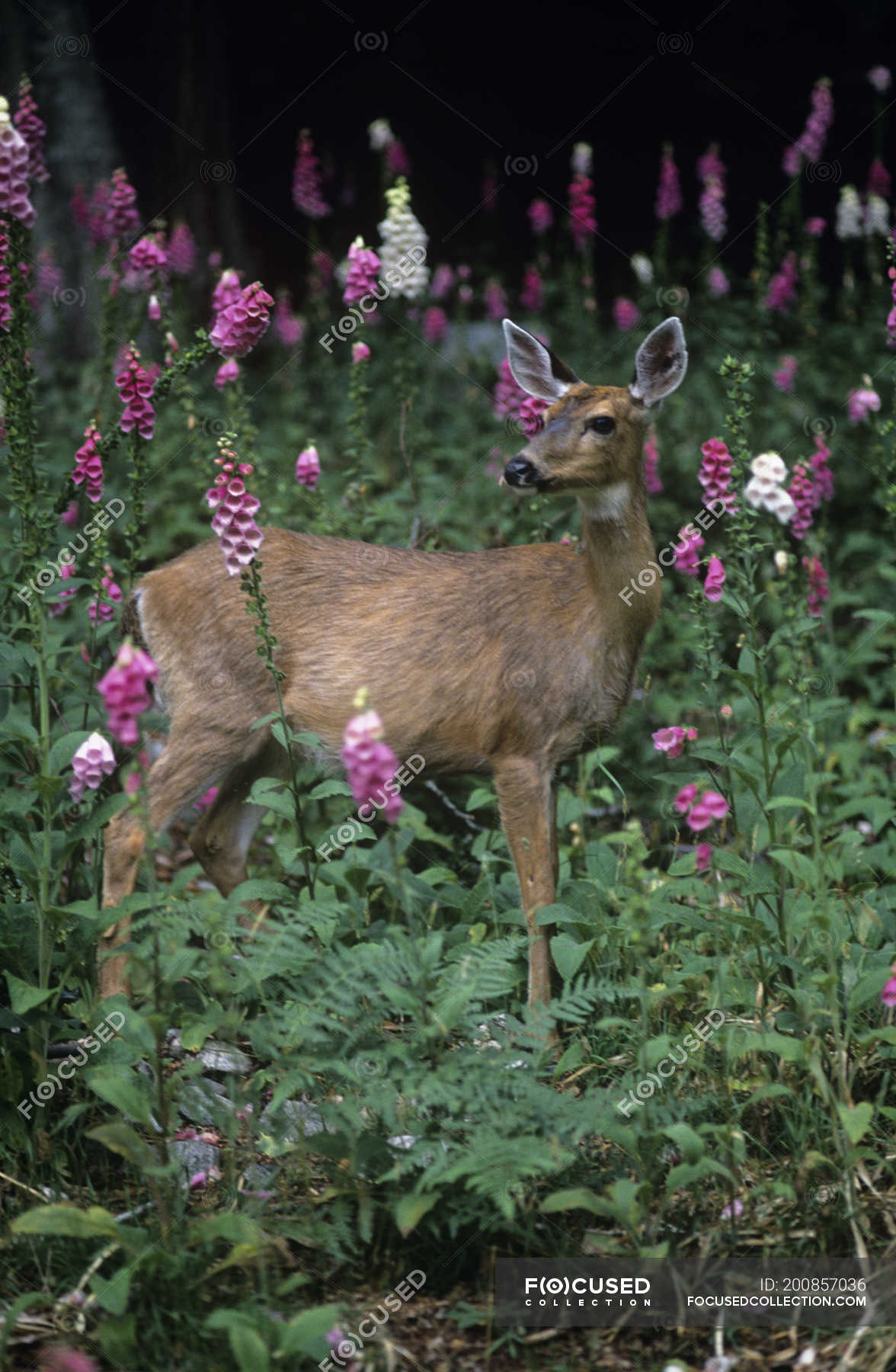 Blacktail deer on hillside of foxglove flowers — nature, victoria