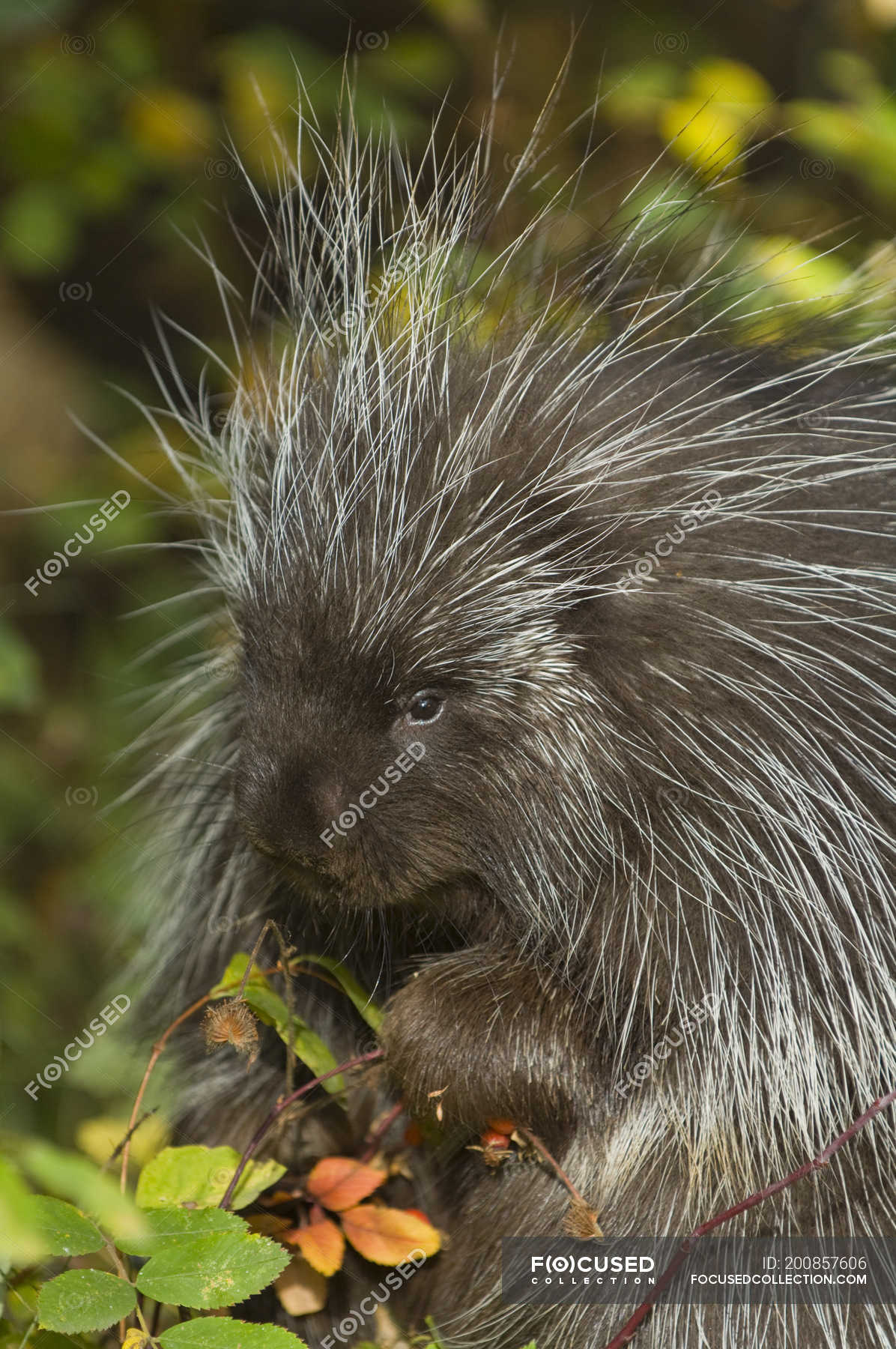 Porcupine Nibbling On Wild Rose Hips In Autumn Montana Usa Eating Erethizon Dorsatum Stock Photo