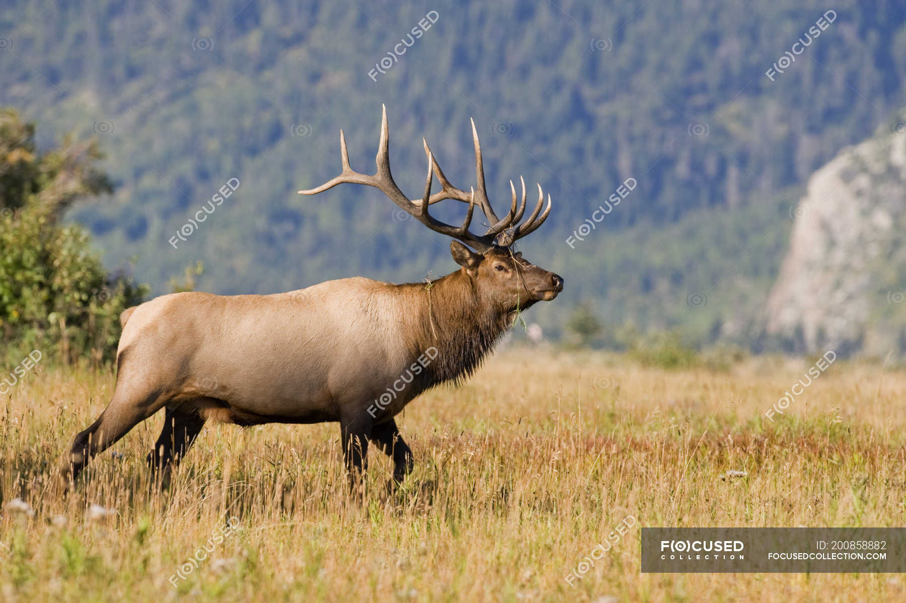Wild elk with antlers standing in grassland of Alberta, Canada. — Male
