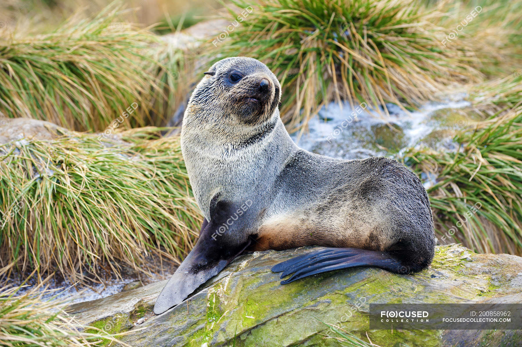 Juvenile antarctic fur seal resting on mossy stone. — island of south ...