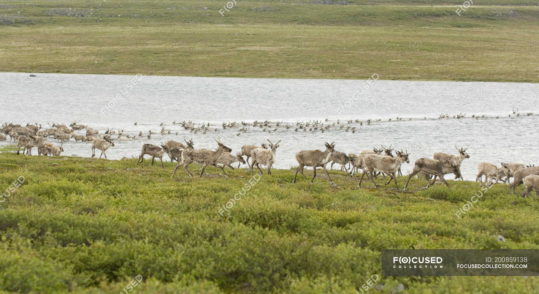 Herd of barren-ground caribous crossing river while summer migration at ...