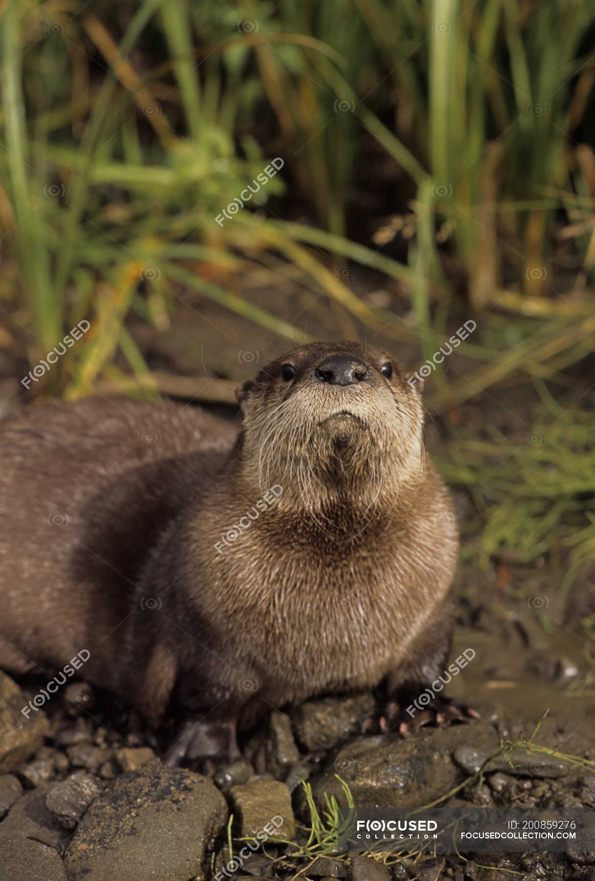 River otter near foothills stream of Montana, USA — outdoors, One