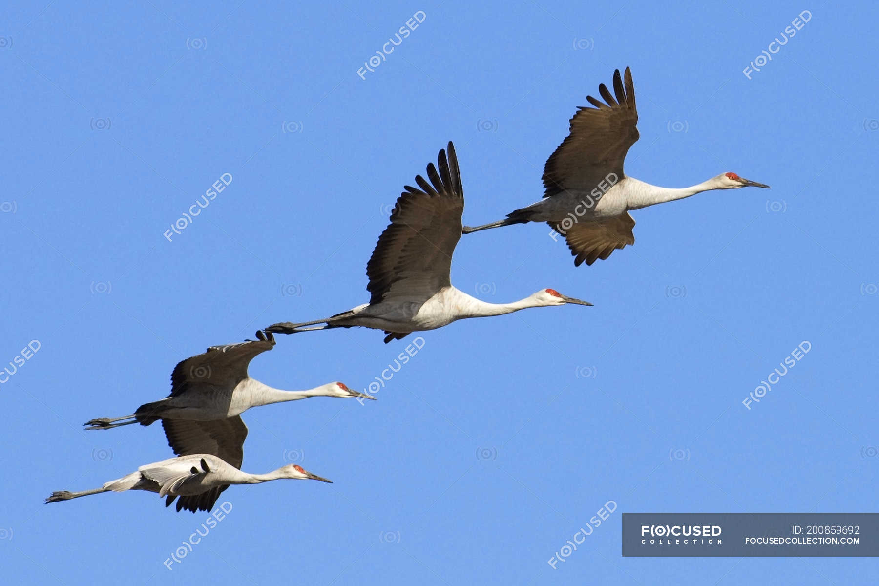 Sandhill cranes flying in blue sky — Grus canadensis, clear sky Stock Photo 200859692