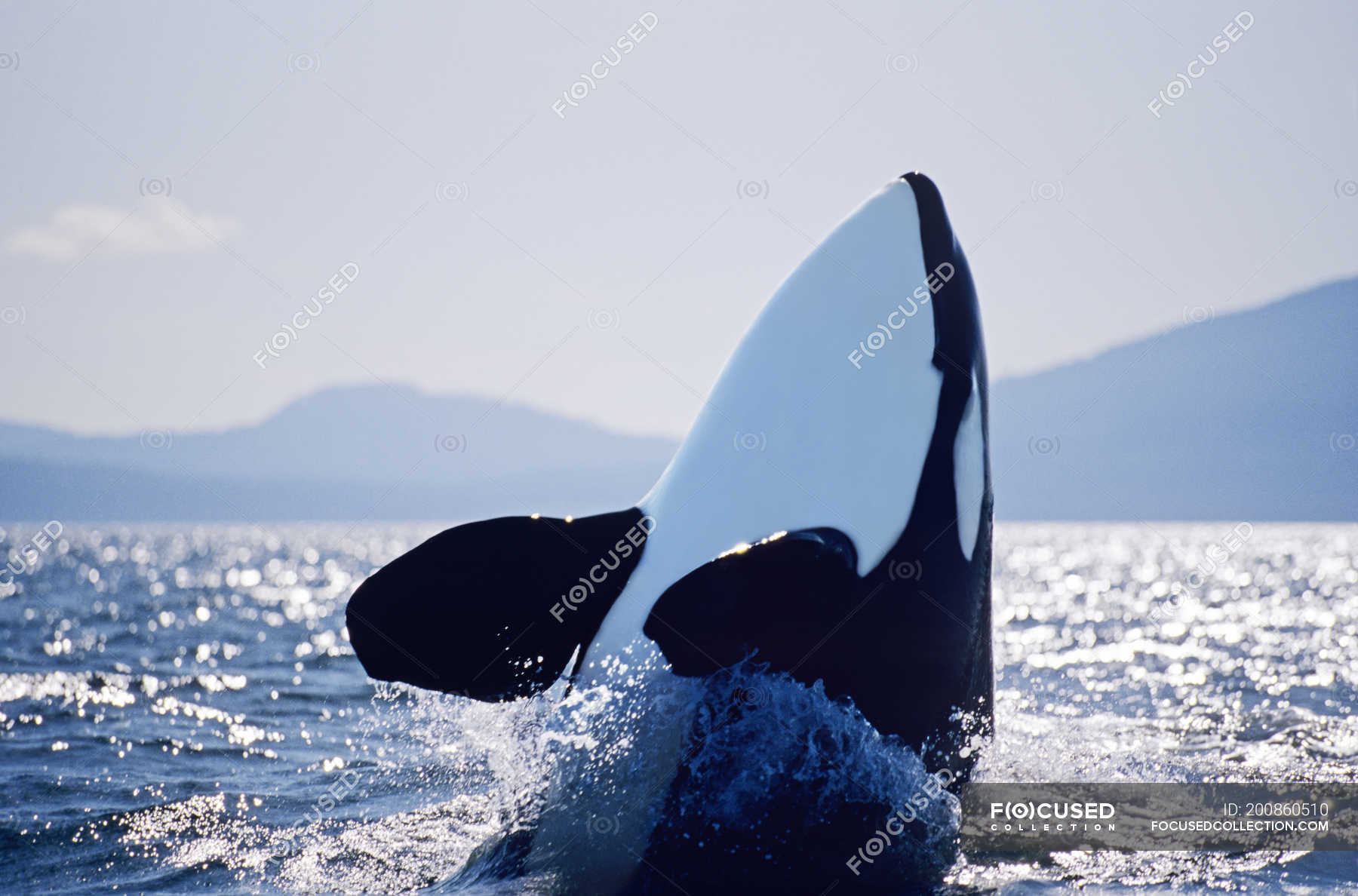 Killer whale hopping in water of British Columbia, Canada ...