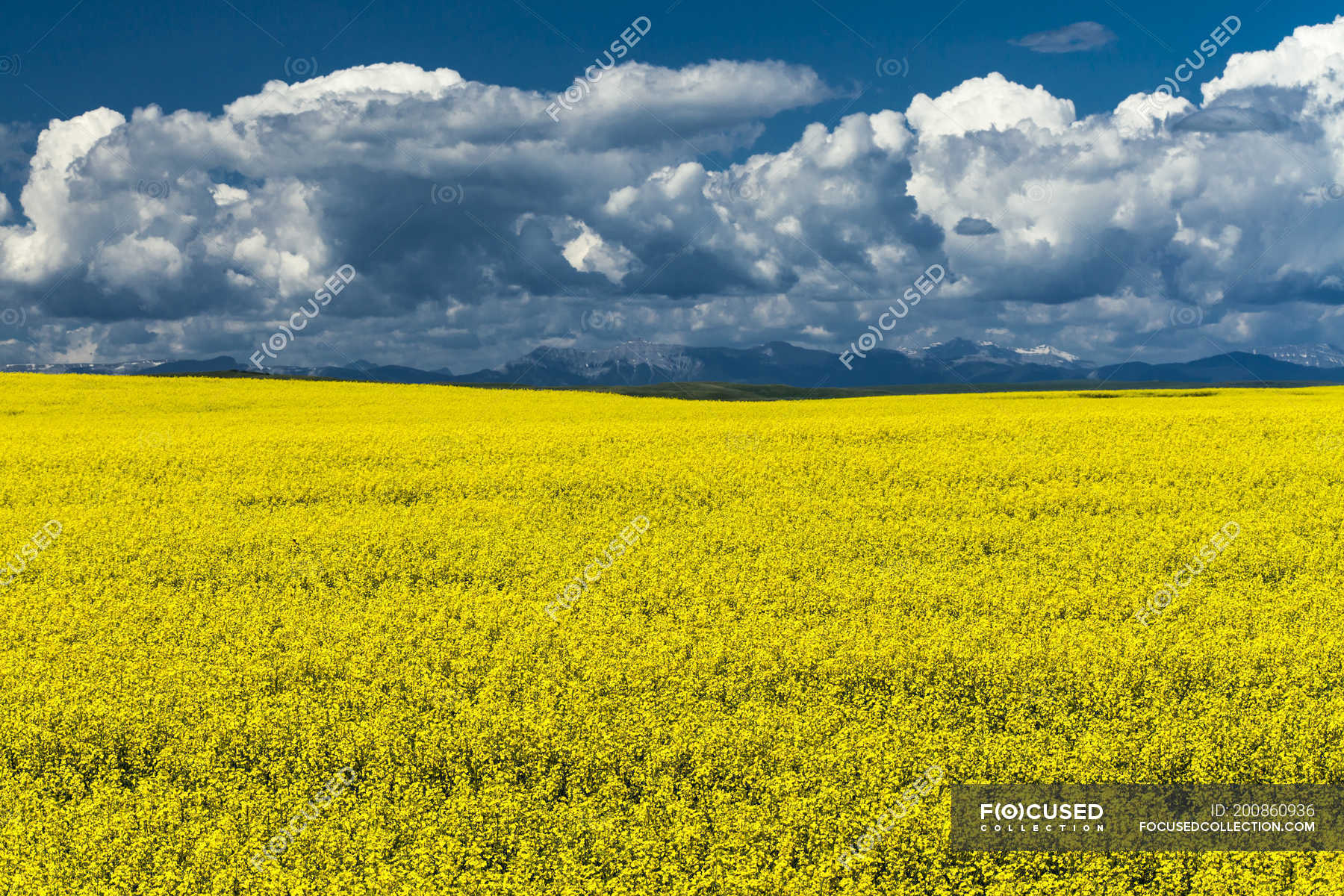 Canola field in bloom in southern Alberta, Canada. — rapeseed field
