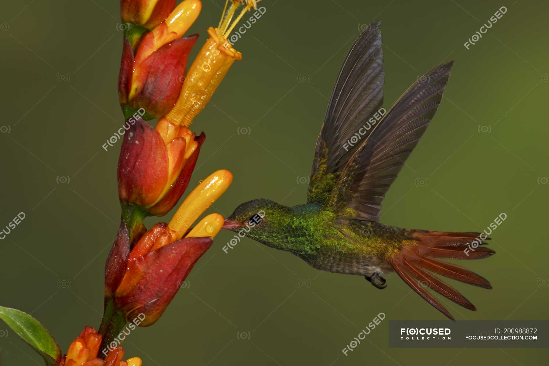 Rufoustailed hummingbird feeding at flowers in flight in tropical rain