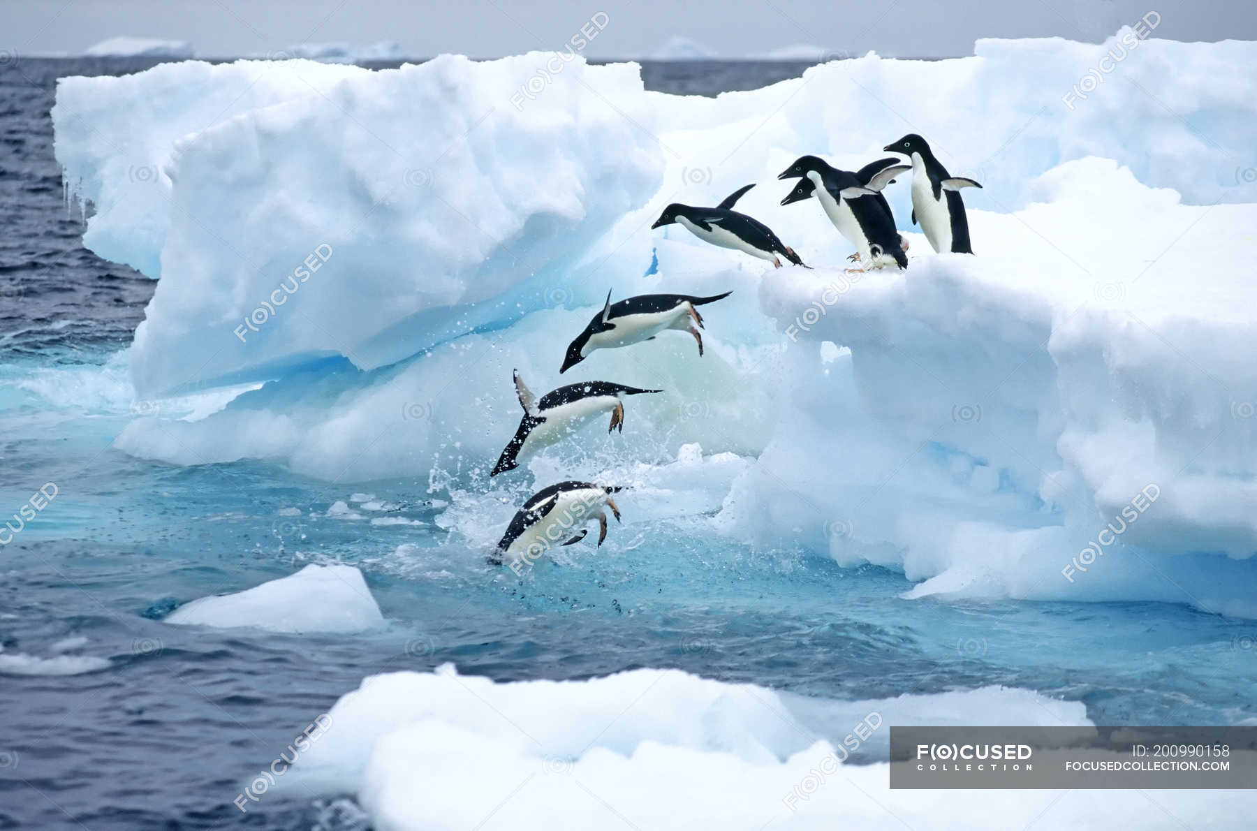 antarctic penguins diving