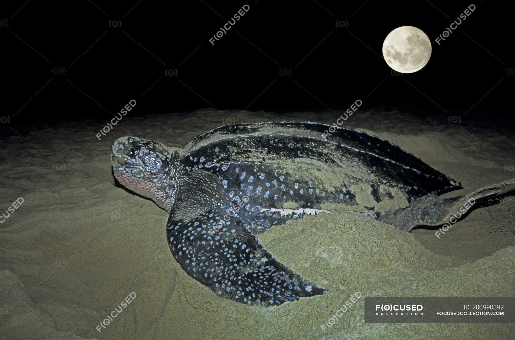 Nesting Of Leatherback Sea Turtle On Grande Riviere Beach Trinidad — Dermochelys Coriacea 