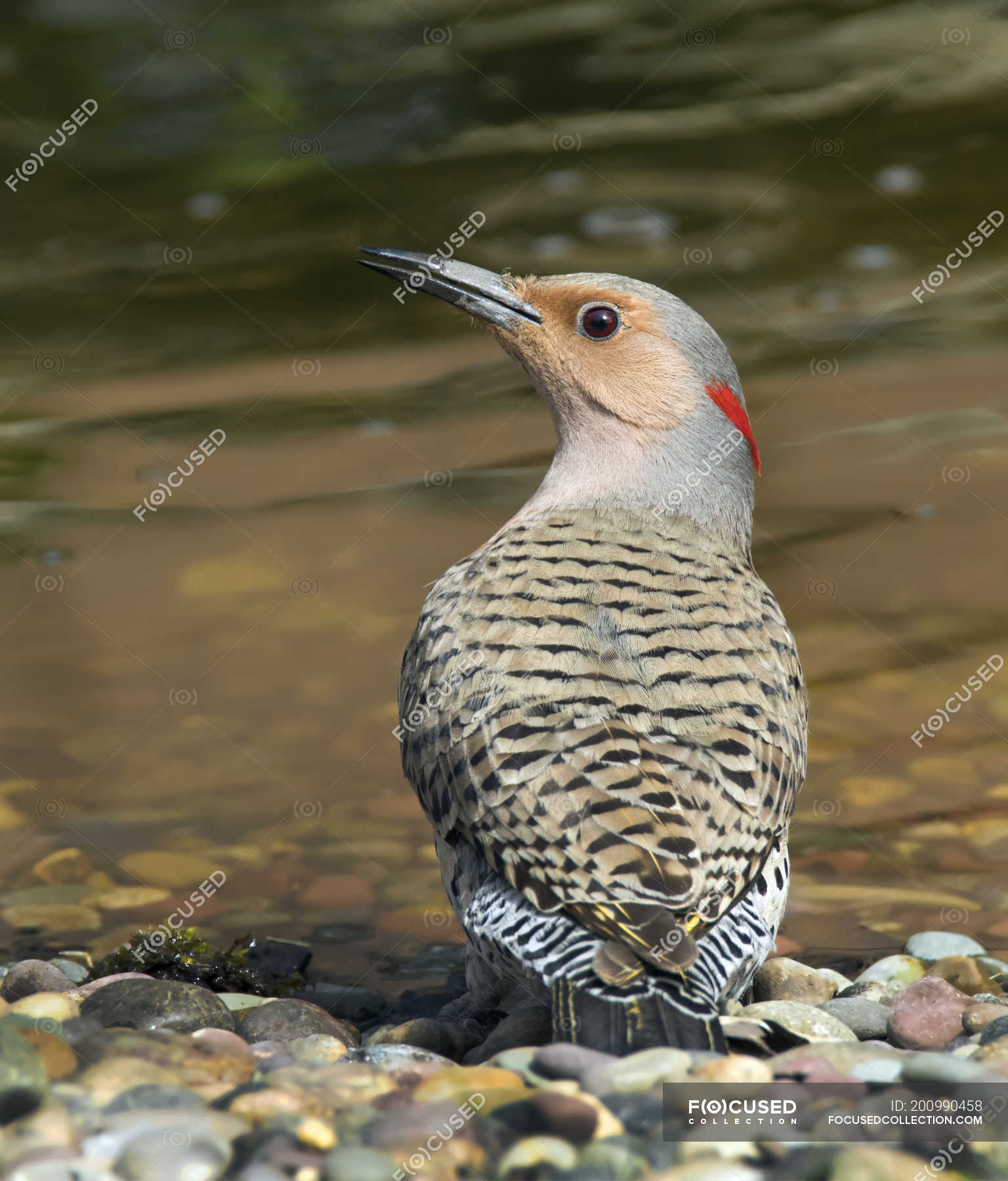 yellow shafted flicker