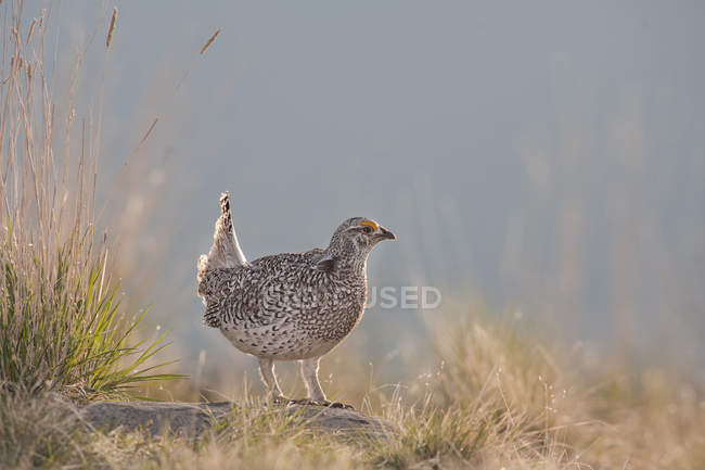 Sharp-tailed grouse standing in sunny in meadow — Stock Photo