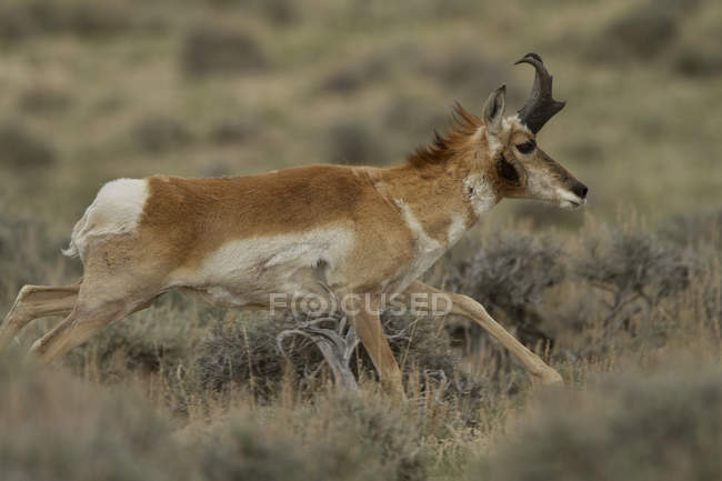 Pronghorn antilope jumping in grass of Wyoming, USA — Foto stock