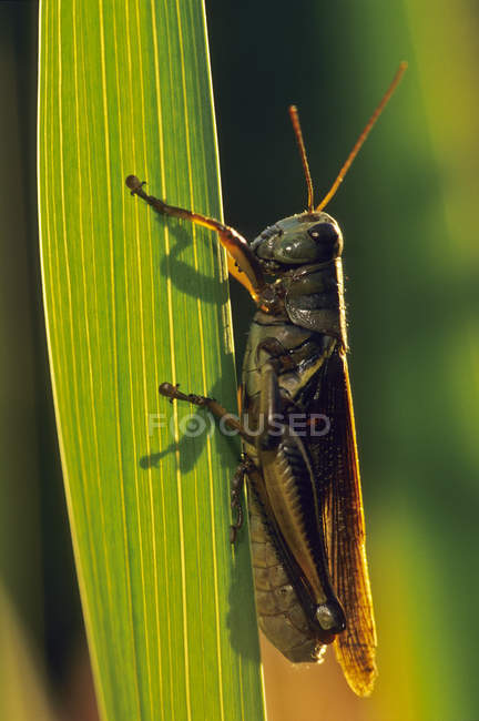 Grasshopper on blade-like leaf, close-up — Stock Photo