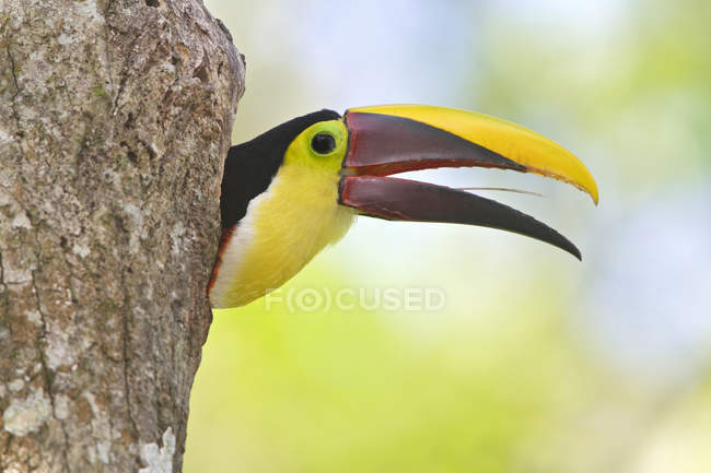 Chestnut-mandibled toucan peering from wood outdoors. — Stock Photo
