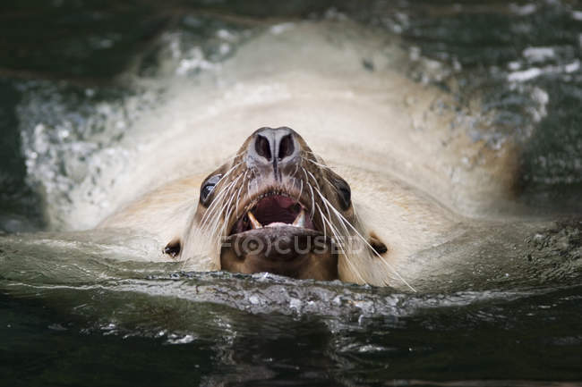 Steller mare leone nuotare in acqua di Vancouver Acquario in Canada
. — Foto stock