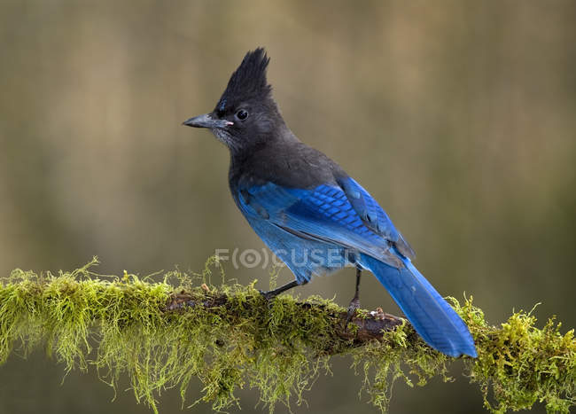 Close-up de pássaro azul Steller gay poleiro em musgo ramo coberto . — Fotografia de Stock