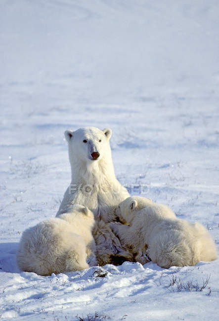 Eisbärenweibchen säugen Jährlingswelpen in Western Hudson Bay, Kanada. — Stockfoto