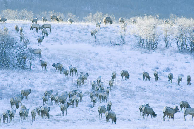 Herd of elks grazing on meadow covered with morning frost in Waterton Lakes National Park, Alberta, Canada. — Stock Photo