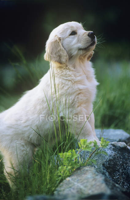 Golden retriever puppy standing on rocks in garden. — Stock Photo