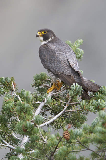 Peregrine falcon perched on conifer tree top, close-up. — Stock Photo