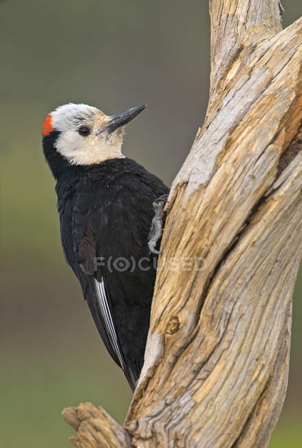 White-headed woodpecker perched on tree trunk, close-up. — Stock Photo