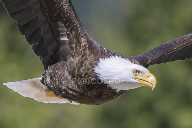 Aquila calva guardando in macchina fotografica mentre vola all'aperto
. — Foto stock