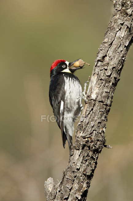 Acorn woodpecker with acorn in beak on tree branch, close-up. — Stock Photo