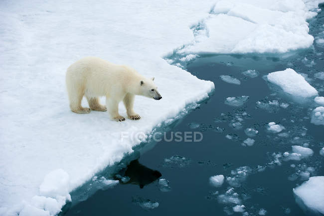 Polar bear looking into water on pack ice, Svalbard Archipelago, Norwegian Arctic — Stock Photo