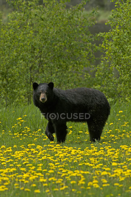 Urso negro americano em pé na borda da floresta no campo de dentes-de-leão florescendo perto de Thunder Bay, Canadá — Fotografia de Stock