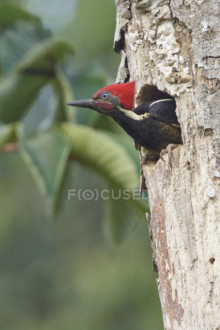 Picchio lineare nella conca degli alberi in Costa Rica . — Foto stock