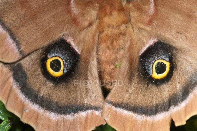 Polyphemus moth wings pattern, full frame — Stock Photo