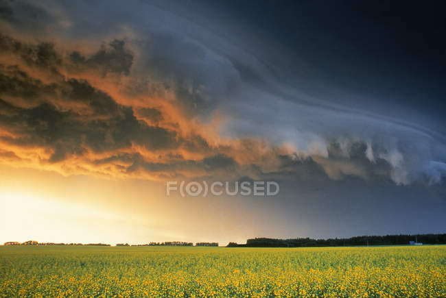 Rapsfeld und Gewitterwolken in der Nähe von Glenboro, Manitoba, Kanada. — Stockfoto