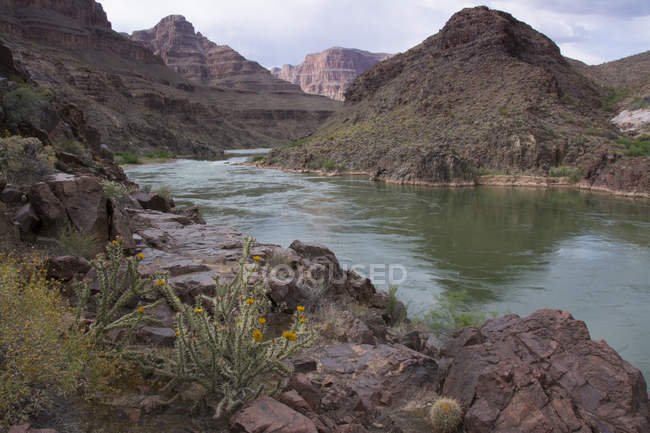 Flowering plants on shore of Colorado River through arid Grand Canyon, Arizona, USA — Stock Photo