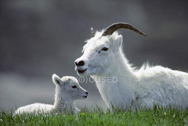 Dall овець з новонародженої ягняти в Арктиці Національний парк Клувані Юкон, Канада — стокове фото