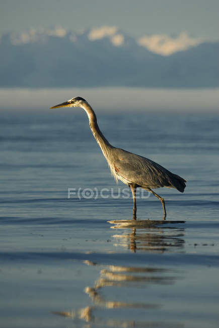 Great blue heron bird wading in Esquimalt Lagoon, British Columbia, Canada. — Stock Photo