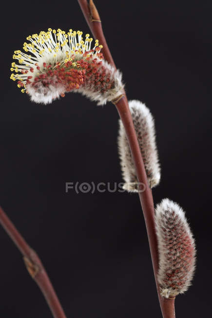 Close-up of willow catkins on tree branch — Stock Photo