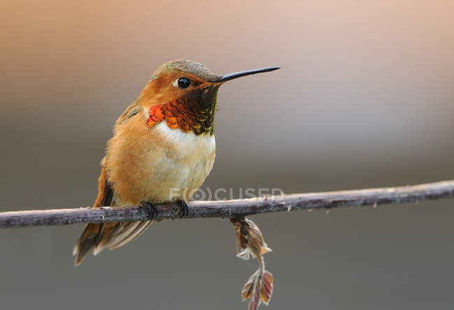 Kolibri, der im Freien auf einem Ast hockt, in Großaufnahme. — Stockfoto