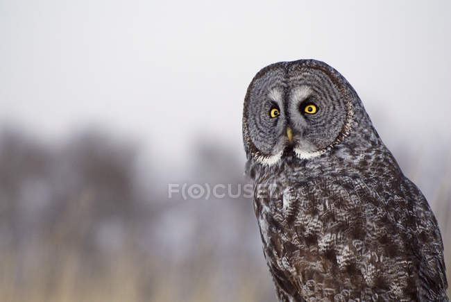 Portrait of adult great gray owl with yellow eyes. — Stock Photo