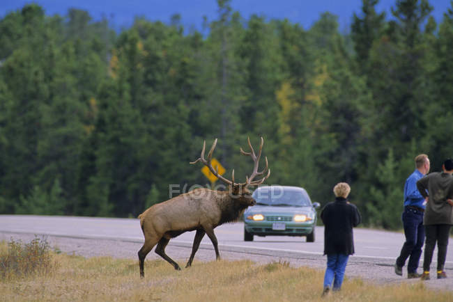 Wilde elche auf der straße und zufällige touristen, alberta, kanada. — Stockfoto