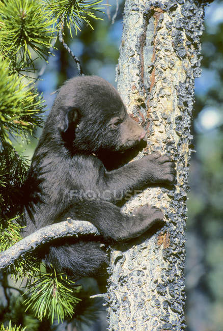 Black bear cub trying to climb pine tree in Alberta, Canada. — Stock Photo