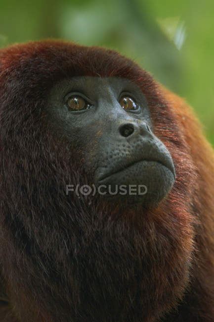 Red howler monkey looking up outdoors, portrait. — Stock Photo