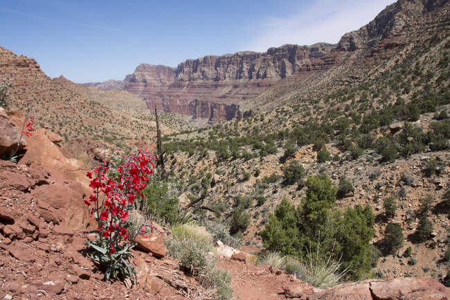 Utah Penstemon che cresce su Tanner Trail, Colorado River, Grand Canyon, Arizona, Stati Uniti — Foto stock