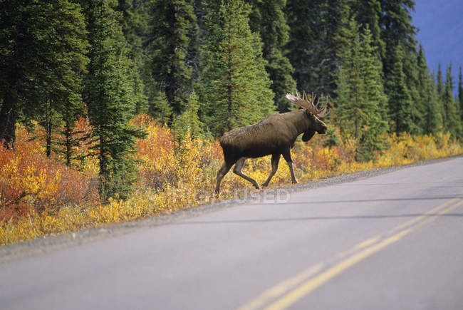 Лось перетинаючи шосе в Denali National Park, Аляска, Сполучені Штати Америки. — стокове фото