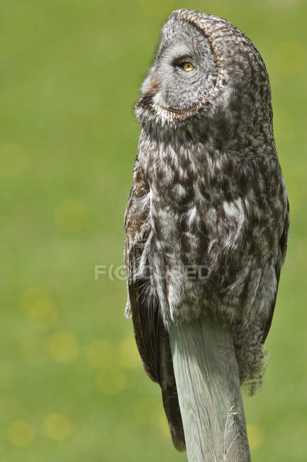 Great grey owl perching on fence post in country. — Stock Photo