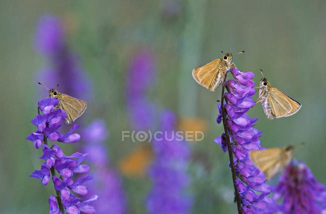 European skipper butterflies on vetch flowers. — Stock Photo