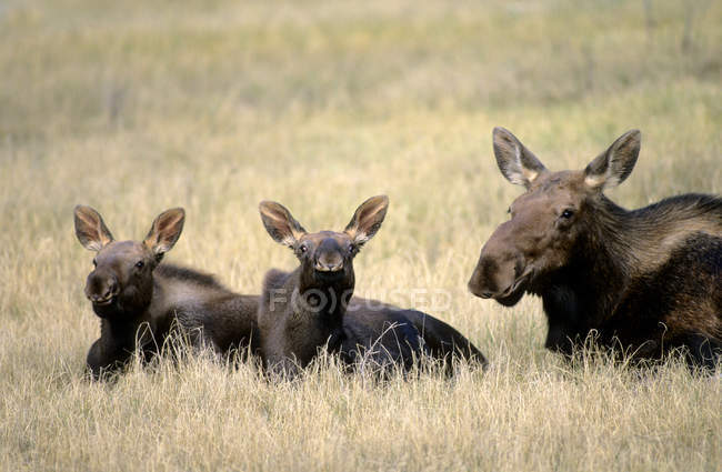 Коровий лось с телятами отдыхает в предгорьях Скалистых гор, Альберта, Канада — стоковое фото