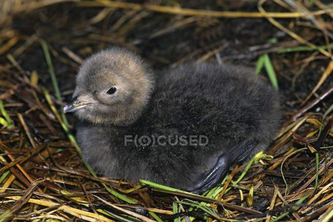 Newly hatched Pacific loon sitting in nest, close-up. — Stock Photo