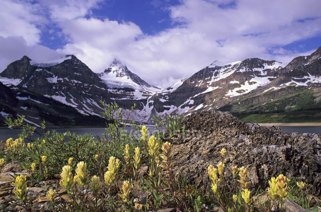 Flores de pincel amarelo perto de Lake Magog em Mount Assiniboine Provincial Park, British Columbia, Canadá — Fotografia de Stock