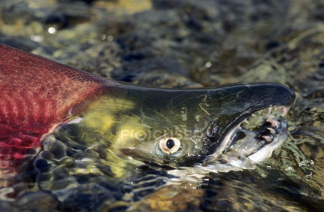 Pesce di salmone di sockeye di riproduzione in acqua di Columbia Britannica, Canada — Foto stock