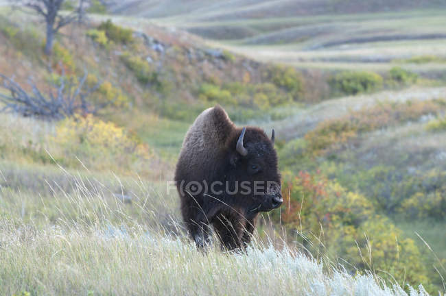 American bison bull walking in tall grass in Custer State Park, South Dakota, USA — Stock Photo